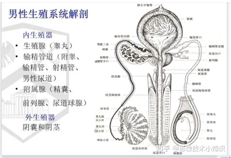 男性生殖系統